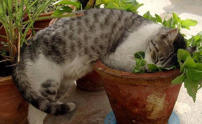 猫咪挖花盆为什么会死掉呢