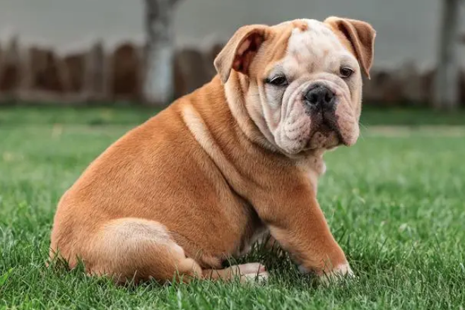 英国斗牛犬幼犬标准是什么?这里有答案哦~ 英国斗牛犬幼犬标准是什么?这里有答案哦~