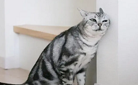 把猫长期关在一个房间里