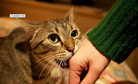 猫为什么咬人的脸