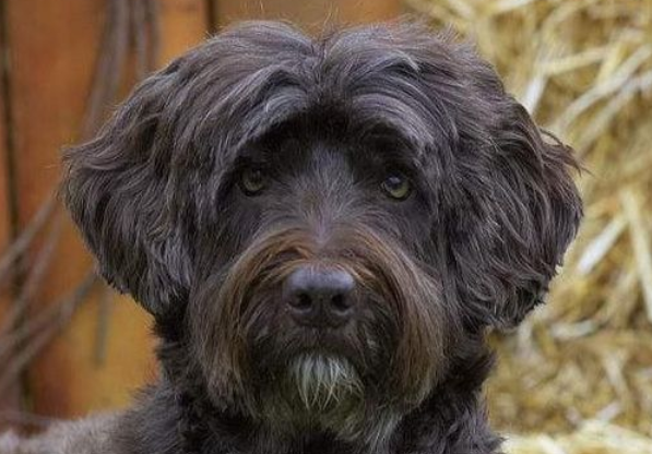 如何训练葡萄牙水犬大小便，你们清楚吗？