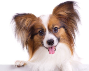 蝴蝶犬是哪里的?了解一下吧~ng 蝴蝶犬是哪里的?了解一下吧~ng