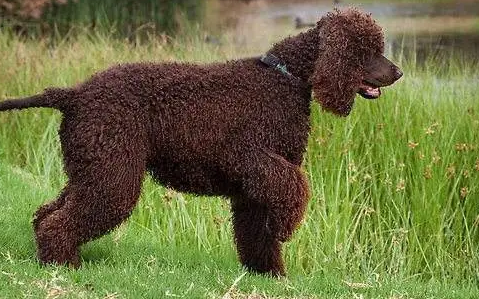 被爱尔兰水猎犬抓伤怎么办？来这里了解下吧