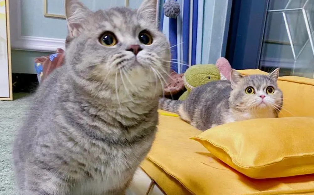 为什么说母猫第一胎最纯