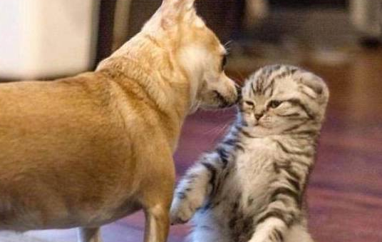 猫咪身体为什么比狗狗热呢