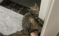 猫咪为什么长蛔虫的原因