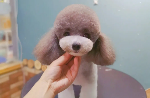 宠物美容师多久能学成 宠物美容师多久能学成