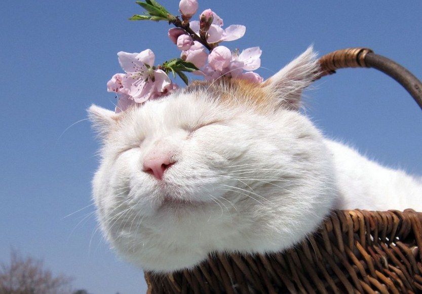猫咪脚为什么尖着地走路