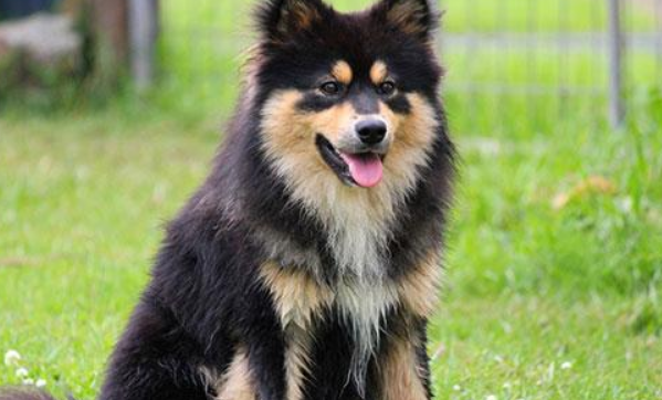 芬兰拉普猎犬发烧怎么治疗?试试这些方法 芬兰拉普猎犬发烧怎么治疗?试试这些方法