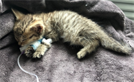 得了猫瘟的猫睡觉姿势