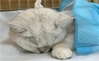 猫咪绝育为什么皮还在动