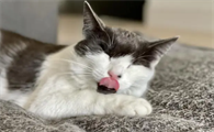 为什么不能让猫咪和你亲近呢