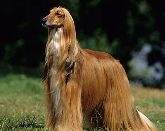 阿富汗猎犬怎么训练？一定要有耐心哦！