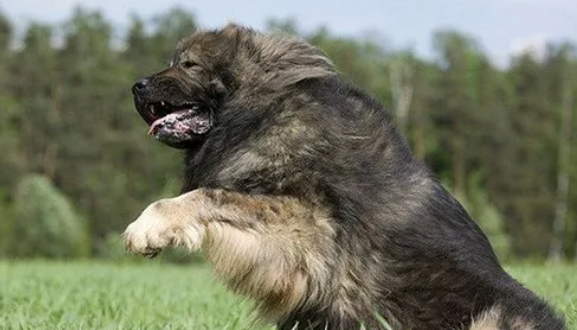高加索犬为什么没人养?想养的铲屎官来看看~ 高加索犬为什么没人养?想养的铲屎官来看看~