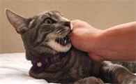 小猫攻击人的表现