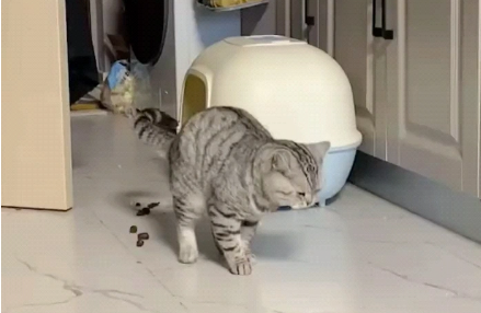 猫为什么经常拉屎在外面 猫为什么经常拉屎在外面