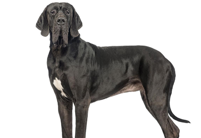 大丹犬呕吐拉稀怎么办?具体措施它来啦。 大丹犬呕吐拉稀怎么办?具体措施它来啦。