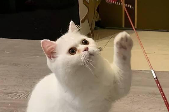 猫咪前爪快速挥动是为什么原因