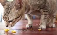 为什么碾碎药物给猫咪吃