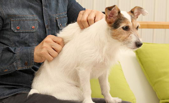 给狗狗按摩有什么好处