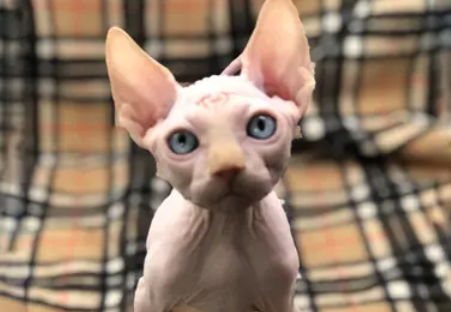 今日看点:斯芬克斯猫和布偶猫哪个贵 今日看点:斯芬克斯猫和布偶猫哪个贵