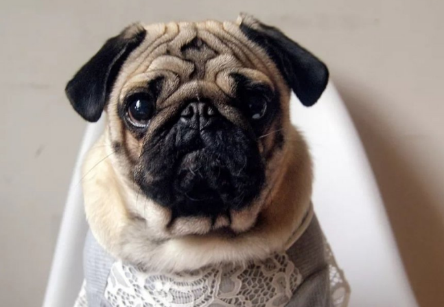 如何训练巴哥犬上厕所?来看看吧 如何训练巴哥犬上厕所?来看看吧