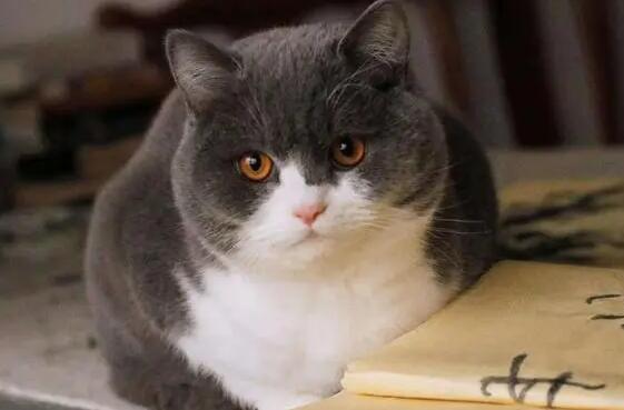 为什么有的猫咪有时不叫唤 为什么有的猫咪有时不叫唤