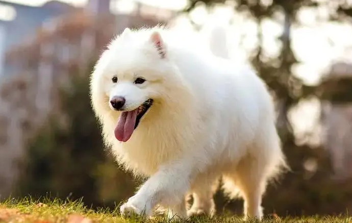 养萨摩耶犬有什么坏处？可爱的它也是个恶魔哦！
