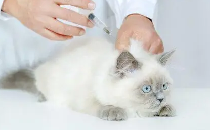 4个月的猫还用打猫三联吗-宠物网
