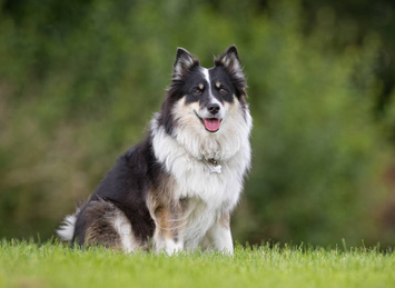 冰岛牧羊犬消化不良怎么办？想养的人来看看吧