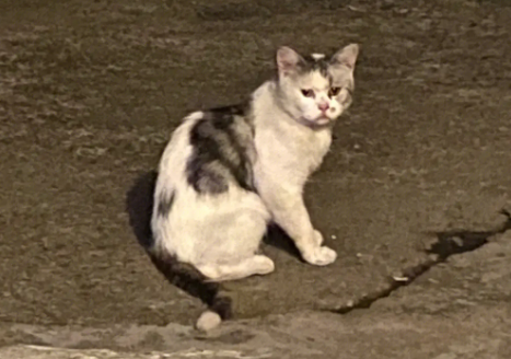 猫咪为什么看人就跑呢还叫个不停