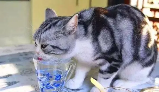 猫咪为什么喝水就爱吐出来