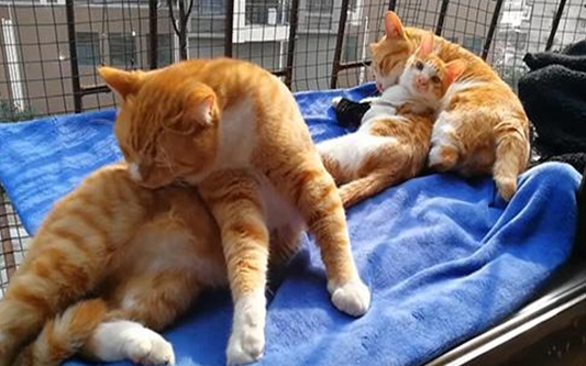 母猫上下两个孔哪个是