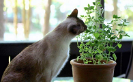 对猫有毒的植物大全