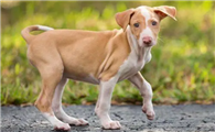 伊比赞猎犬怎么驱虫?这样驱虫比较好!