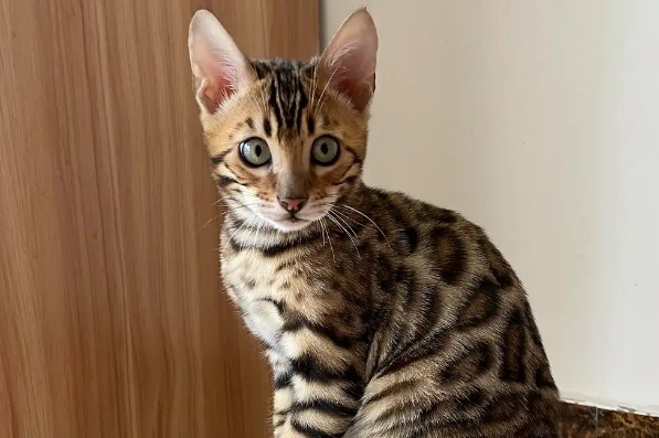 有没有人知道，豹猫几个月停止生长？