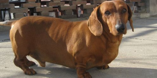 腊肠犬能吃鸡蛋吗?为什么? 腊肠犬能吃鸡蛋吗?为什么?