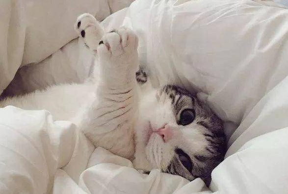 为什么和猫咪对视猫咪打人呢