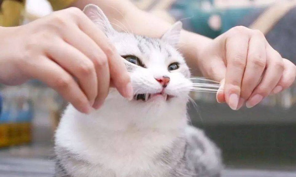 猫咪胡须为什么老卷起来