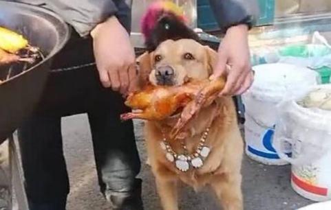 二哈跟豪猪干架,被扎得满嘴是刺,主人看到后不心疼狗反而心疼猪 二哈跟豪猪干架,被扎得满嘴是刺,主人看到后不心疼狗反而心疼猪