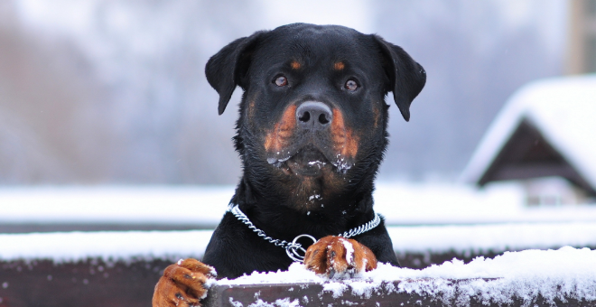 怎么给罗威纳犬剪指甲？步骤是怎么样的？