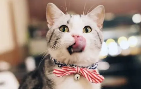 猫咪的嘴为什么怕烫伤