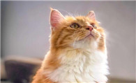 学生养猫影响学业吗