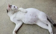 母猫怎么看出怀孕了