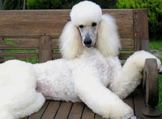 巨贵犬不吃东西怎么办?主人来看看吧 巨贵犬不吃东西怎么办?主人来看看吧