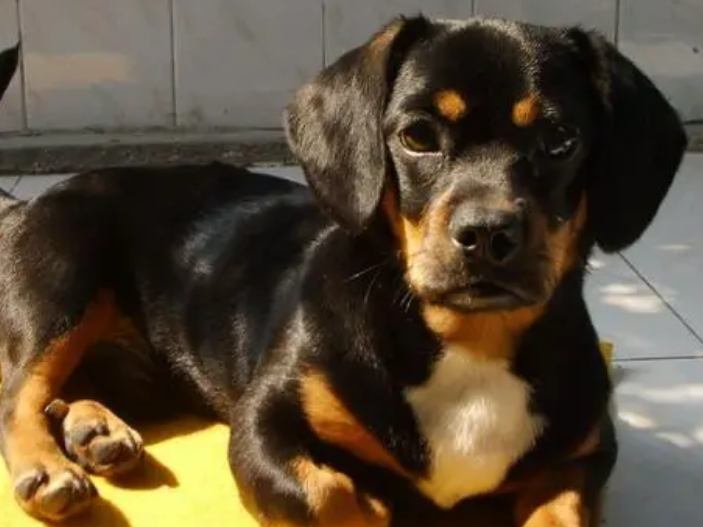 腊肠犬性格特点是什么？来了解下吧