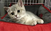 什么家养猫一直不长大呢