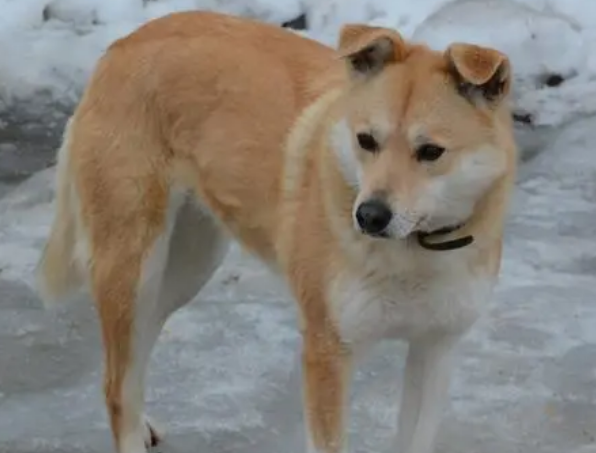 中华田园犬多少钱一只?想养的看过来 中华田园犬多少钱一只?想养的看过来