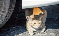 猫咪为什么躲车轮上拉屎