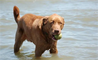 宠物知识：乞沙比克猎犬得了疝气怎么办？